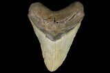 Fossil Megalodon Tooth - + Foot Prehistoric Shark #109759-1